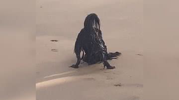 Reprodução/TikTok @lost_ptyer