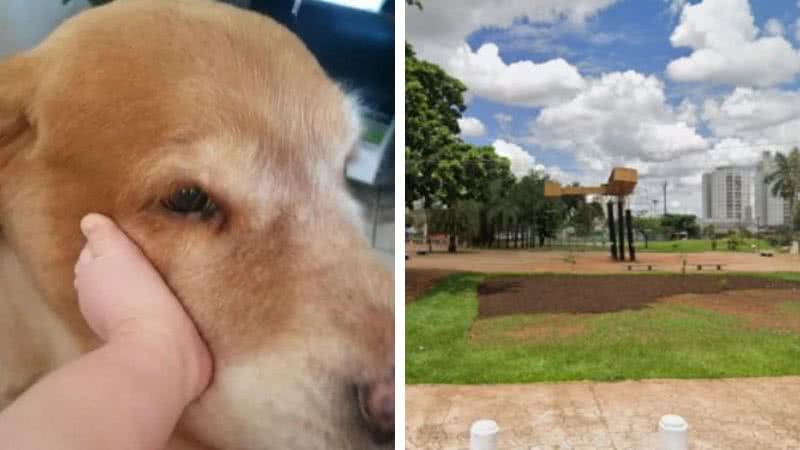 Reprodução