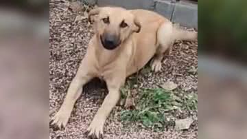 Reprodução/TikTok @margarethfinau0