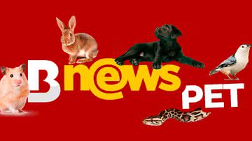 BNews