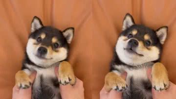 Reprodução/ Tik Tok