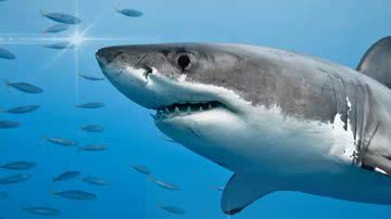 (Reprodução / Canva)