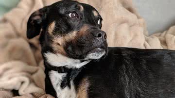 Angela Yuriko Smith por Pixabay