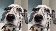 Reprodução / TikTok
