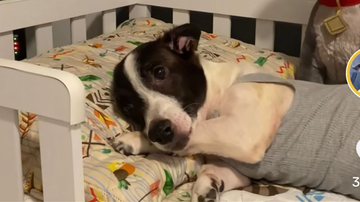 Reprodução// TikTok @perninhathedog