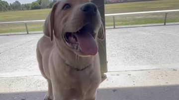 Trens Metrô Melbourne