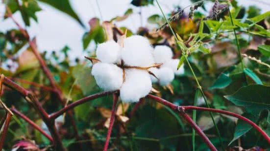 Divulgação / Freepik