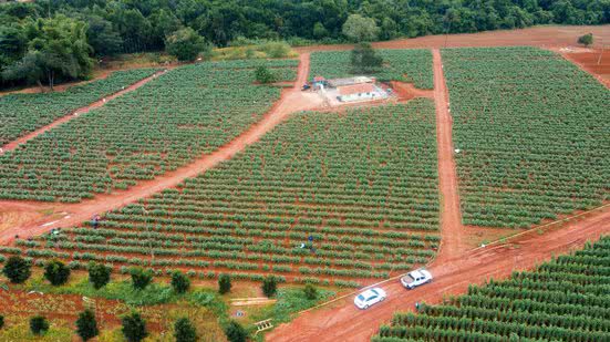 Divulgação / Agristar do Brasil