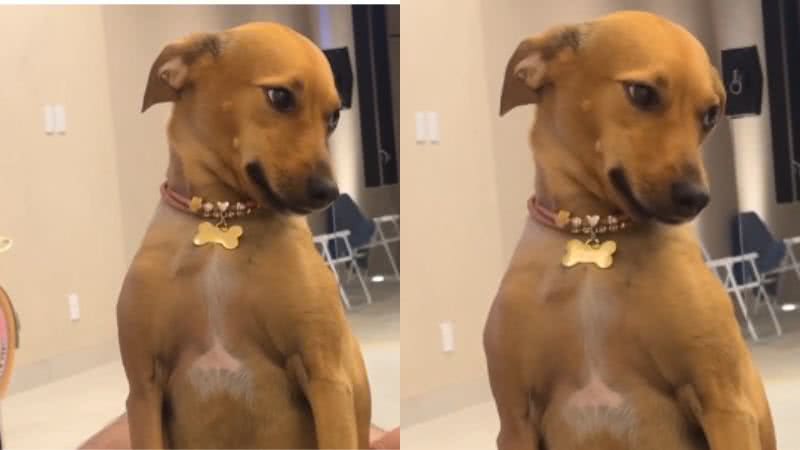 Reprodução/ TikTok @carlaalracsv
