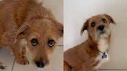 Reprodução// Twitter