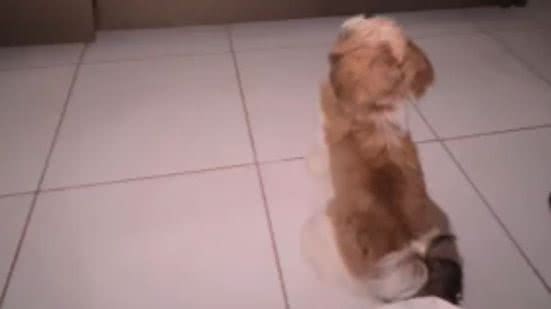 Reprodução//TikTok @jheni_ap