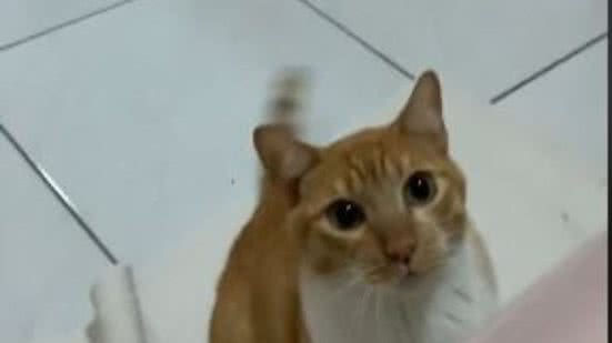 Reprodução// TikTok @bobpimentinha