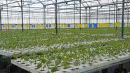 Divulgação / Agrotravel
