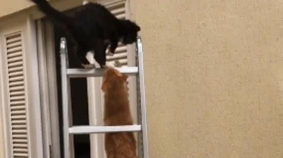 Foto: Reprodução / Tik Tok / novemiaus