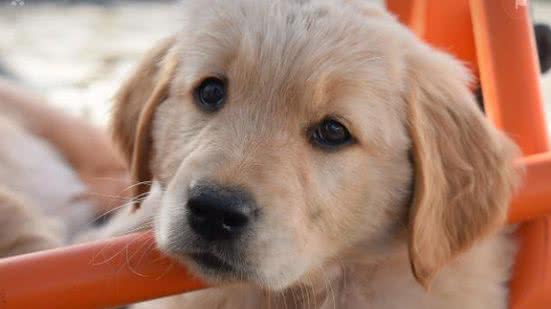 Divulgação / Pixabay