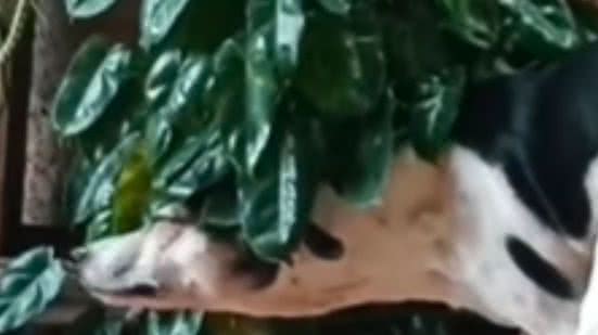 Reprodução / Redes sociais