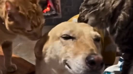 Reprodução / Redes sociais