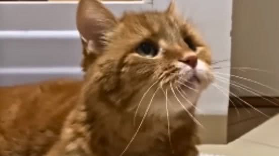 Reprodução / Redes sociais