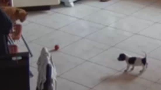 Reprodução / Redes sociais