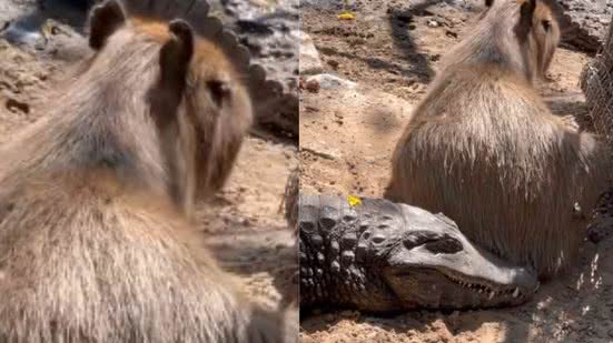 Reprodução / Redes Sociais