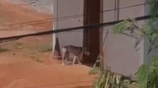 Arquivo pessoal / Leitor BNews