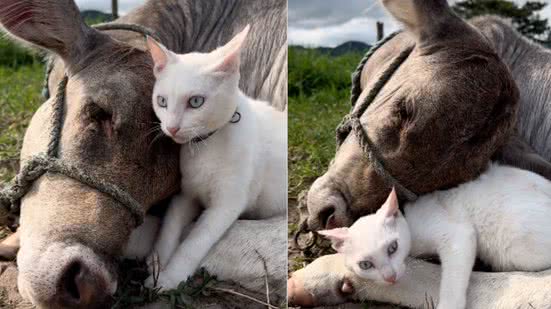 Reprodução / Redes Sociais