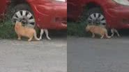 Reprodução / Arquivo Pessoal