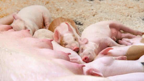 Divulgação / Topigs Norsvin