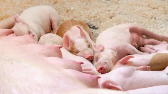 Divulgação / Topigs Norsvin