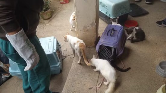 Polícia Militar Ambiental