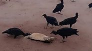 Animal foi cercado por urubus - Reprodução/Instagram/@itapuacity