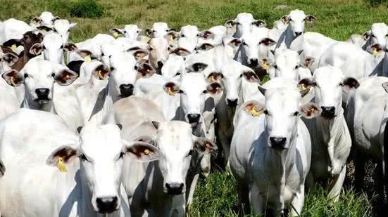 Arquivo/Agência Brasil/ASCOM ADEPARÁ