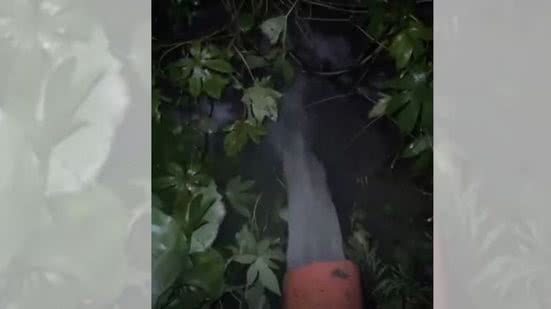 Reprodução