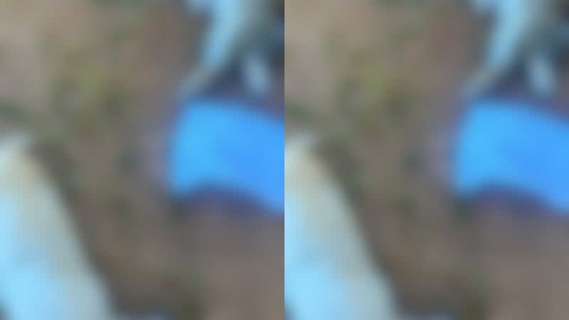 Reprodução/ Vídeo