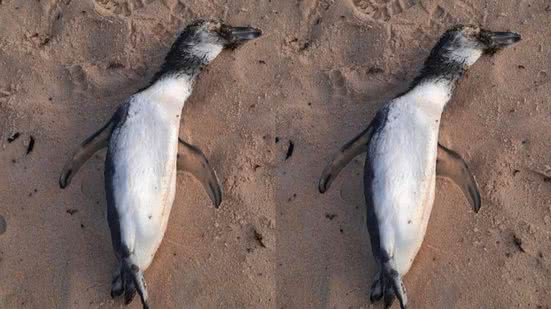 Reprodução/ redes sociais