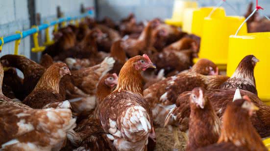 reprodução - freepik