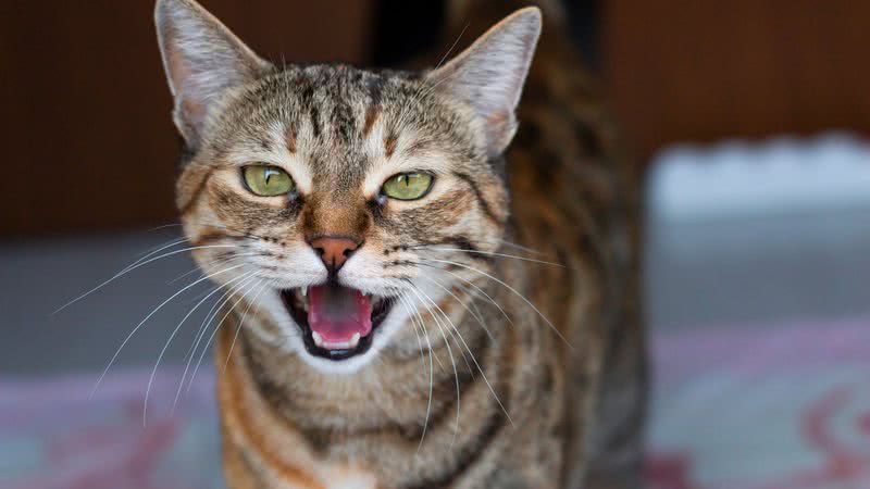 Reprodução/Divulgação/Whiskas