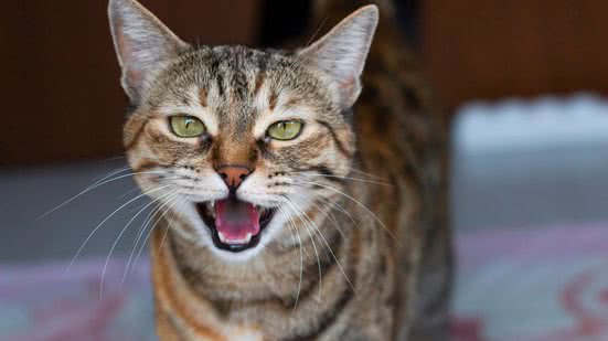 Reprodução/Divulgação/Whiskas