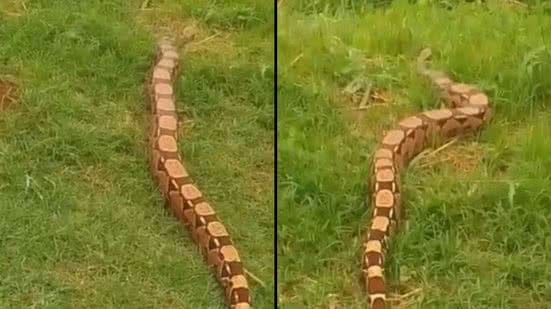 Leitor BNews / Montagem BNews
