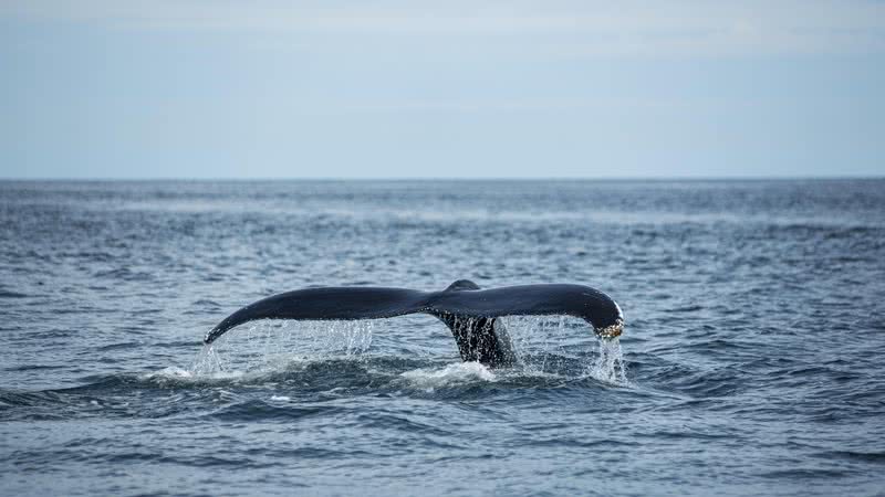 freepik