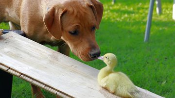 Foto Ilustrativa/Pixabay