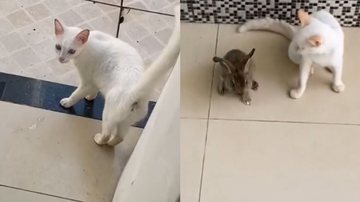 Reprodução/TikTok @fernanda.arj