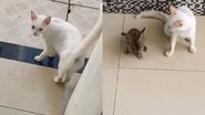 Reprodução/TikTok @fernanda.arj