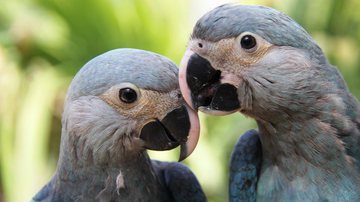 Divulgação / ICMBio