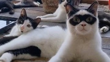 Reprodução / TikTok