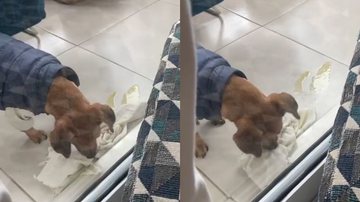 Reprodução/TikTok @adoteumbigodece