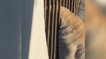 Reprodução/TikTok @efr4nca