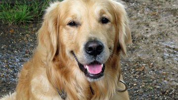 Ilustrativa / Pixabay