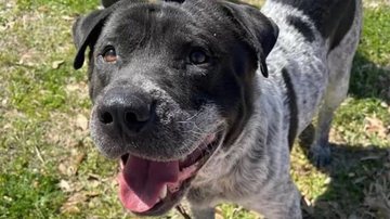 Divulgação/Centro de Animais de Austin