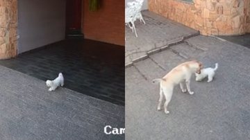 Reprodução/TikTok @vanessactoledo